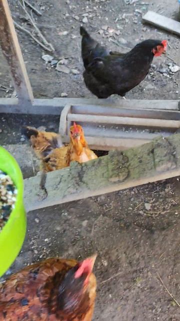 куркузавтрак #nature #куры #курятник #дача #деревня #село #? смотреть онлайн
