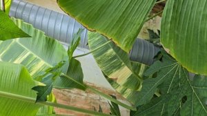 банан флорида / musa Florida