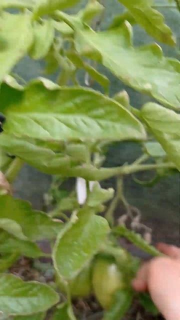 томат Груша охра смотреть онлайн