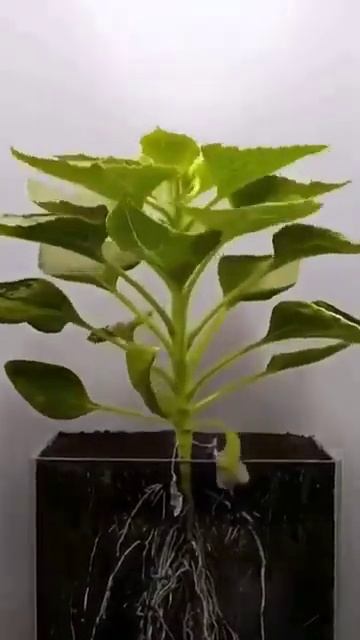 От семечки до шляпки ( подсолнух) смотреть онлайн