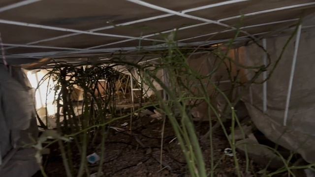 Когда и как правильно снять укрытие роз весной. И как п смотреть онлайн