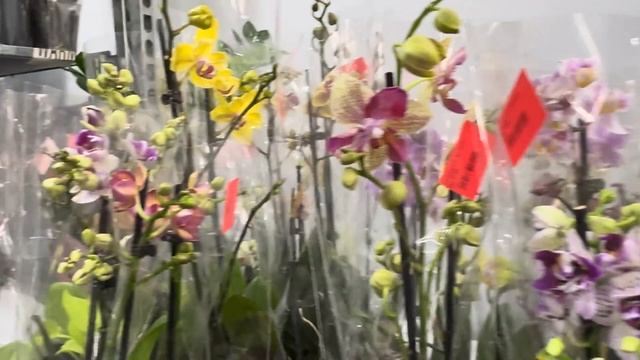 Вау ! Обзор Орхидей ( Одесса садовый центр ) смотреть онлайн