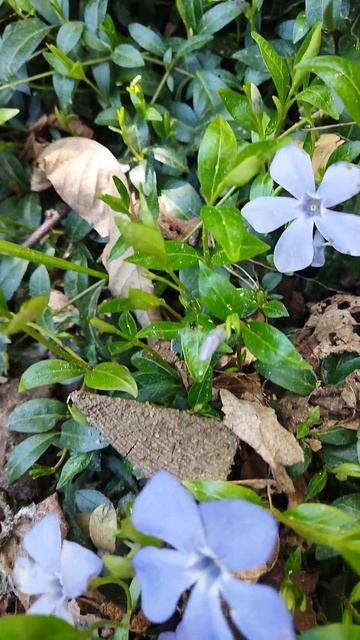 Барвинок малый - Vinca minor 13.05.23