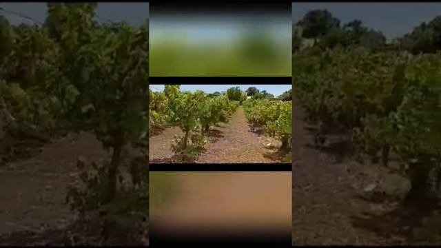 НЕТУРИСТИЧЕСКАЯ АНТАЛИЯ !ОБЗОР ИЗ БУДНИЧНЫХ ДНЕЙ ПРИГОРОДА АНТАЛИИ! смотреть онлайн