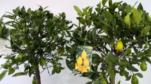 Сравнение лаймкватов Таварес и Юстис | #цитрусовые #ко?