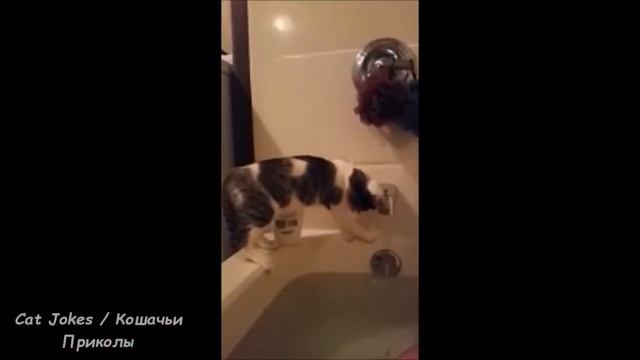 Смешное Видео С Кошками 2016! Самое Лучшее! Кошачьи Приколы (#26) смотреть онлайн