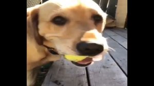 Смешные и милые щенки лабрадора😀Labrador puppies funny(2020)