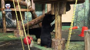 🐻 Медвежата Лучик и Звёздочка — настоящее олицетворение непоседства