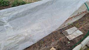 виноград в Нижегородской области 8 мая 2025г