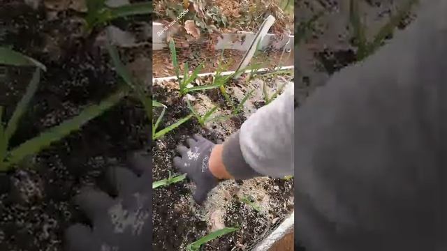 Вермикулит и грядка с чесноком.