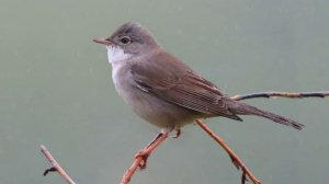 Пение Серой Славки в Природе. Голос Серой Славки