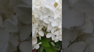 гортензия фантом. сравнение с другими гортензиями. Ба?