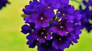 «ВЕРБЕНА»-авторський романс !