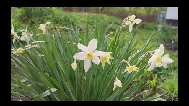 Весеннее цветение. Ясная Поляна. Май, 2025 смотреть онлайн