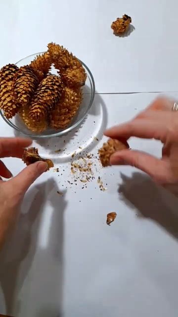 #ельголубая #shortvideo#short  #рекомендации#ели больше полуве