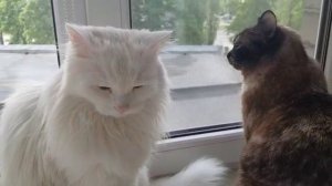 Леся и Сёма - Подранный Сёма
