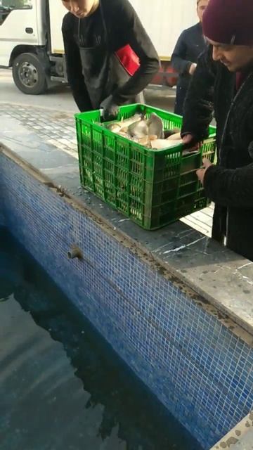 #сазан#карп#свежак#ресторан#рыба#мангал #kebab🥰🥰🥰😋😋 смотреть онлайн