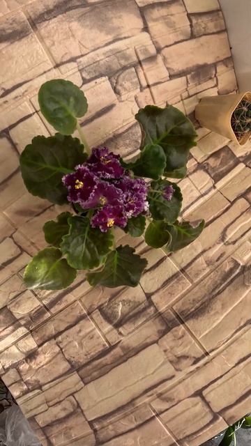 Фиалка АВ Красный Бриллиант #фиалкацветёт #цветы  #flowers