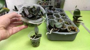 Когда и как зацветут новые сорта орхидей? Phalaenopsis Crystal gi