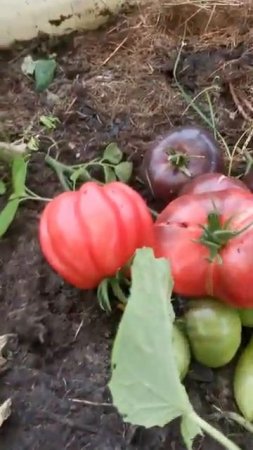 Увлекательные будни на огороде. Дача как хобби.