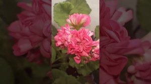Пеларгония сорт Волна Малиновка #пеларгония #цветы
