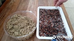 Кипарис Аризонский из семян Крым 15.03.2025