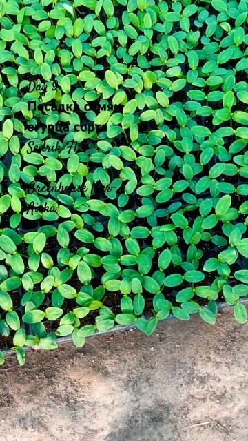 Теплица Нур-Айша @cage-Qoja смотреть онлайн