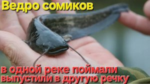 🔥Выпустили ВЕДРО СОМИКОВ🔥из одной речки в другую речку !!!