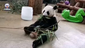 🐼 Позврослевшая Катюша