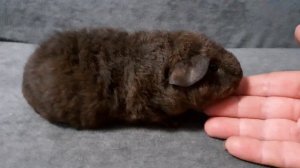 американский тедди шафрановый солид агути (возраст 1 месяц), питомник ZLATO VLASKA