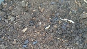 Почва для укоренения черенков хвойных и декоративных