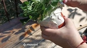 ПОЛУЧИЛА ПЕЛАРГОНИЮ ЧАРУЮЩИЙ БОРДО ОТ ИРИНЫ ХАЛЕЗОВО?