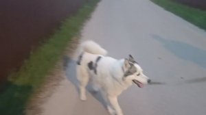 САЖАЮ ОВОЩИ/ ГУЛЯЕМ С ХАСЕВИЧЕМ)