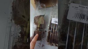 Распаковка посылки с бегония и элатиор