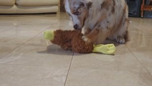 Мальчик красный мерль.mp4