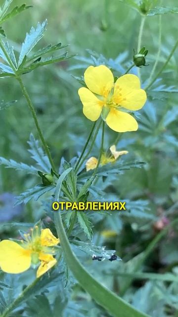 Калган - "завяжет" недуги #травы #травыдляздоровья #здо?