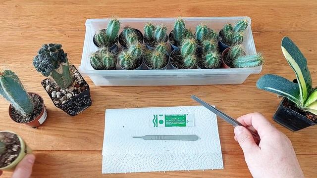 Pilosocereus Azureus - лучший кактус для подвоя.