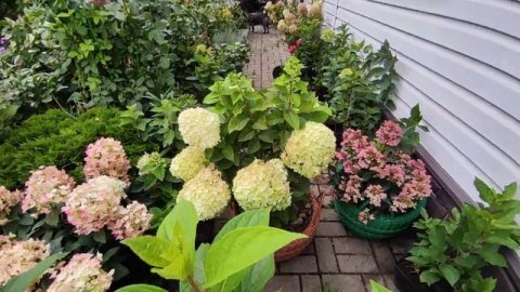 ГОРТЕНЗИИ ПАНТЕОН, ПАНЗОЛА, ПАНДОРА, ПАНДАЛУС, ПАНЕНКА