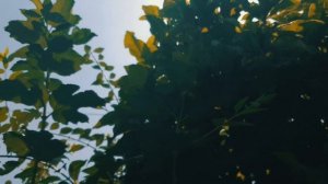 Discomfort - Kashmir 2019   a film by Umar Naqshbandi (4K)