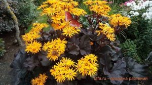 Бузульник зубчатый Брит Мари Крауфорд 🌿 обзор: как са