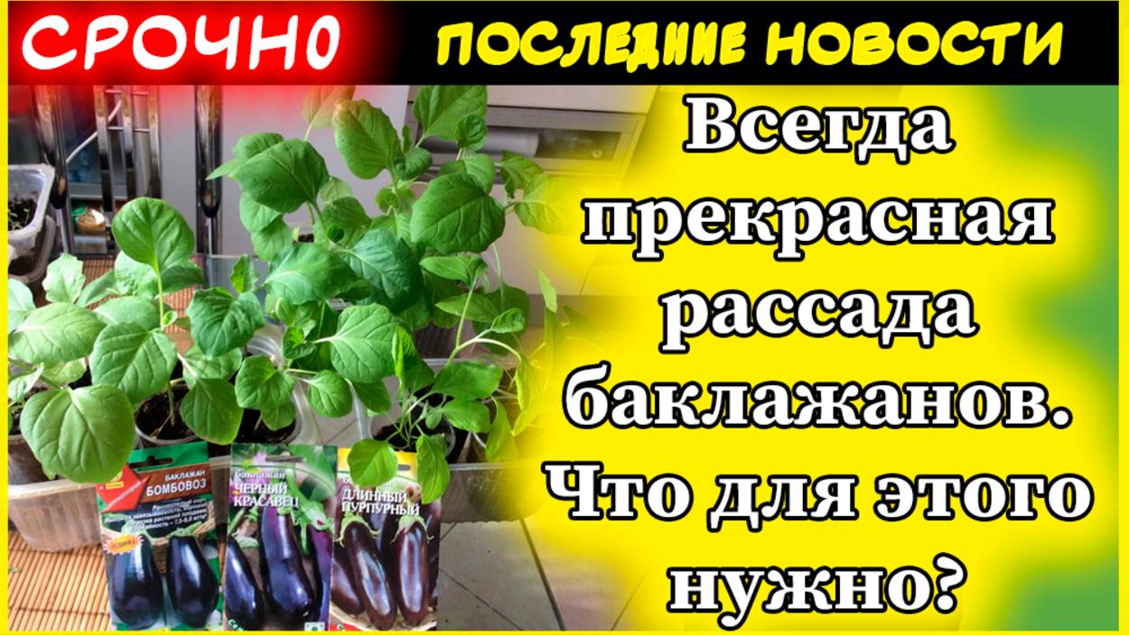 Как вырастить идеальную рассаду баклажанов: секреты успеха от опытного садовода