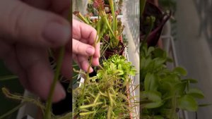 Отрезаю Цветоносы у Венериной Мухоловки и Росянки -По?