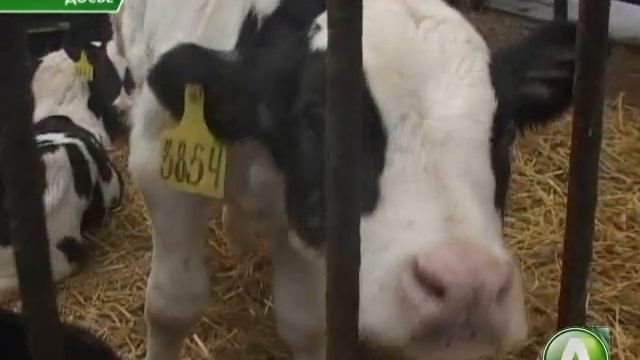 Кулибаев в Садчиковке