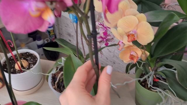 Новые #орхидеи 🥳🥳🥳 А-ля Розетта💥 и Беби Динамит💥 ? смотреть онлайн