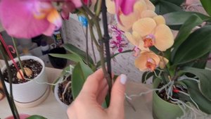 Новые #орхидеи 🥳🥳🥳 А-ля Розетта💥 и Беби Динамит💥 ?