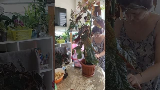 Бегония Коралловая. Пересадка.