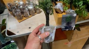 ФЕСТИВАЛЬ ОРХИДЕЙ и редких растений в МАЙАМИ