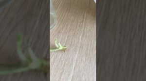 🌸Быстрое укоренение пеларгонии Ю-Бэла