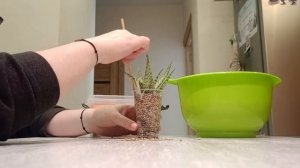 100 дней пересадки: алоэ карола и гастерия