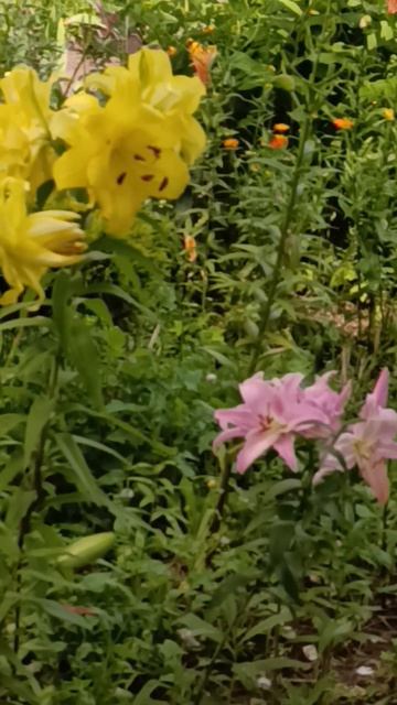 Махровые лилии #клумба #дача смотреть онлайн